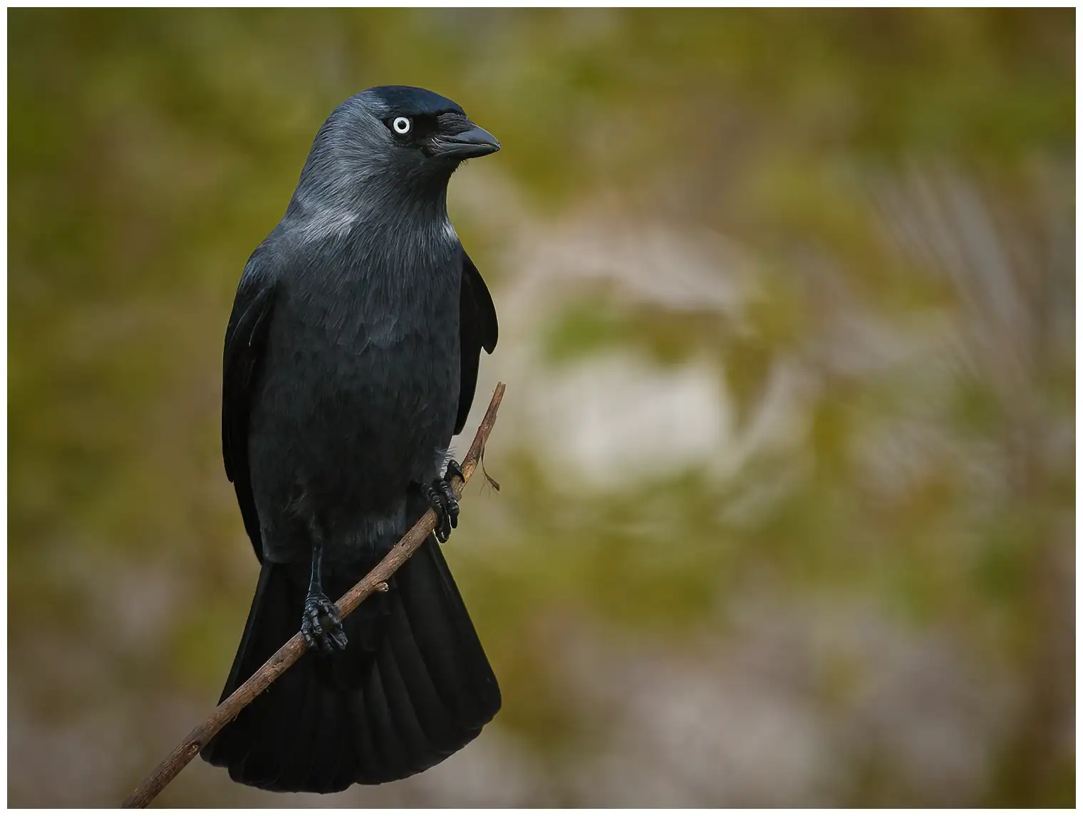 Jackdaw