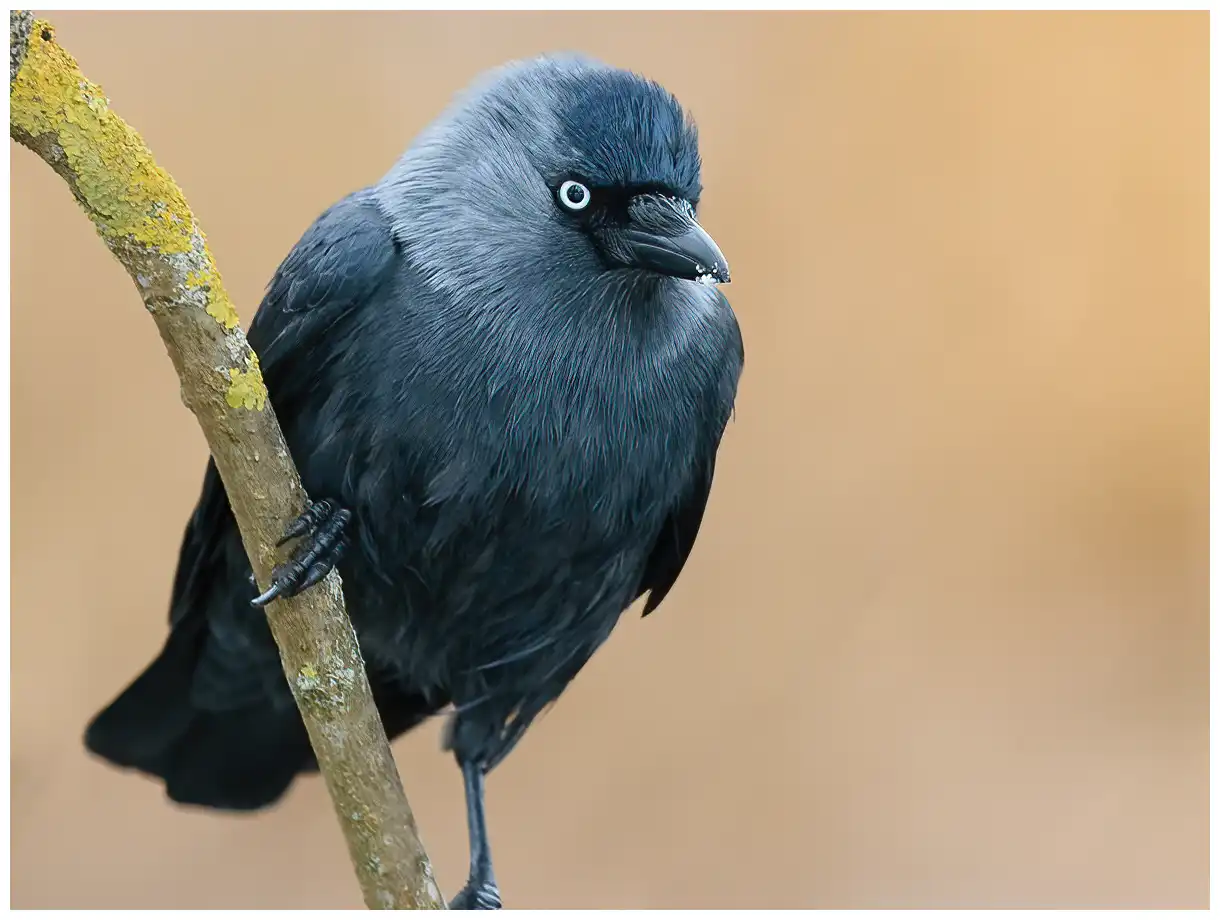 Jackdaw