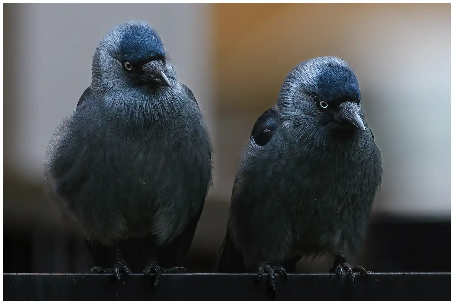 Jackdaw