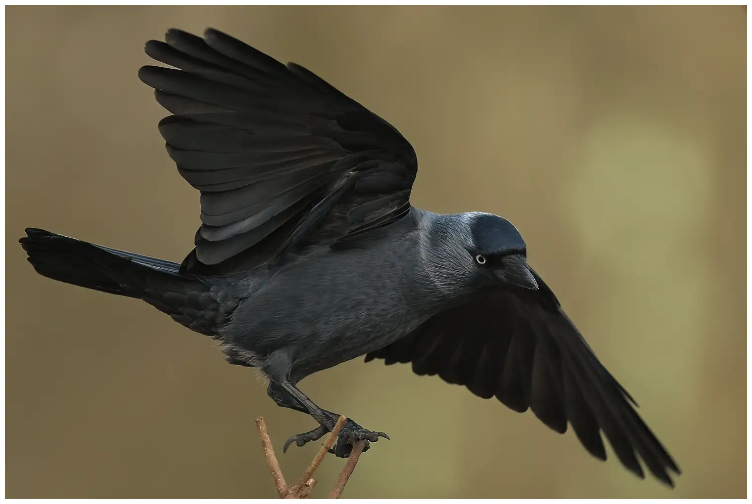 Jackdaw
