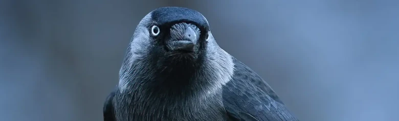Jackdaw. Black with a light gray neck and cheeks and has light eyes that stand out against the black eye rims.