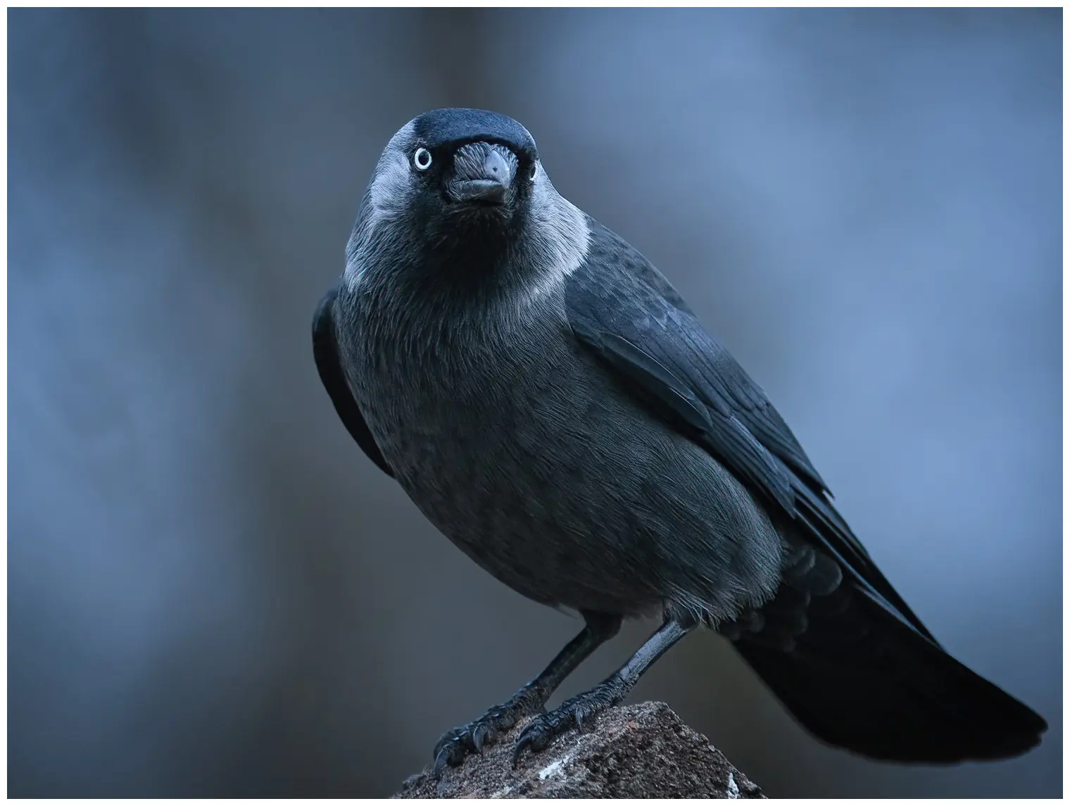 Jackdaw. Black with a light gray neck and cheeks and has light eyes that stand out against the black eye rims.