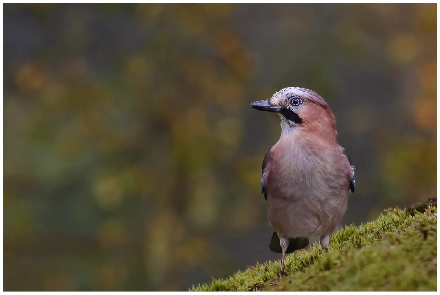 Jay