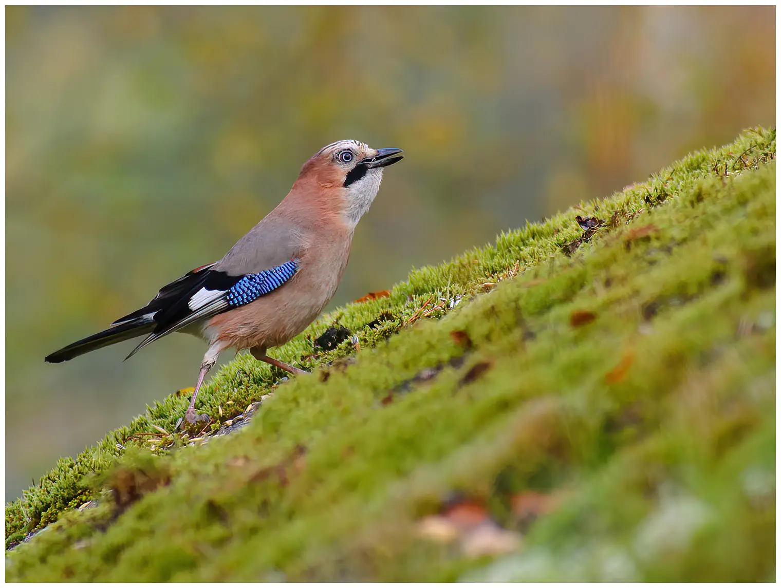 Jay