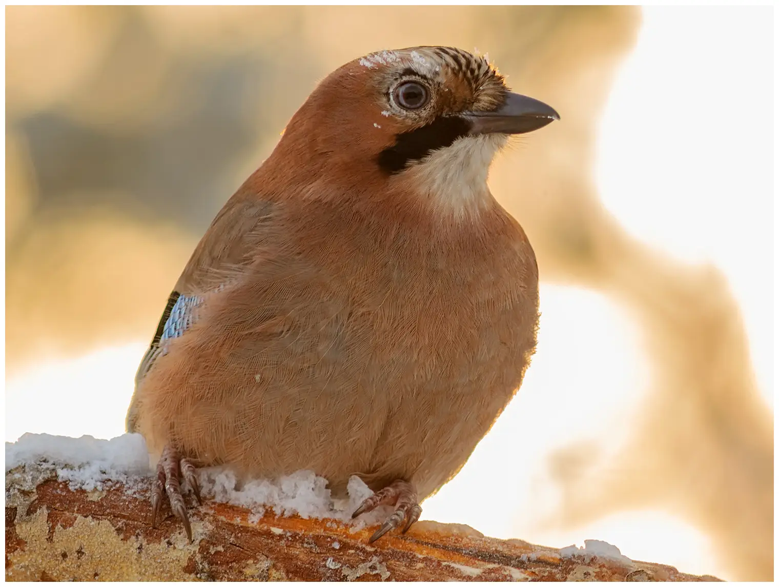 Jay