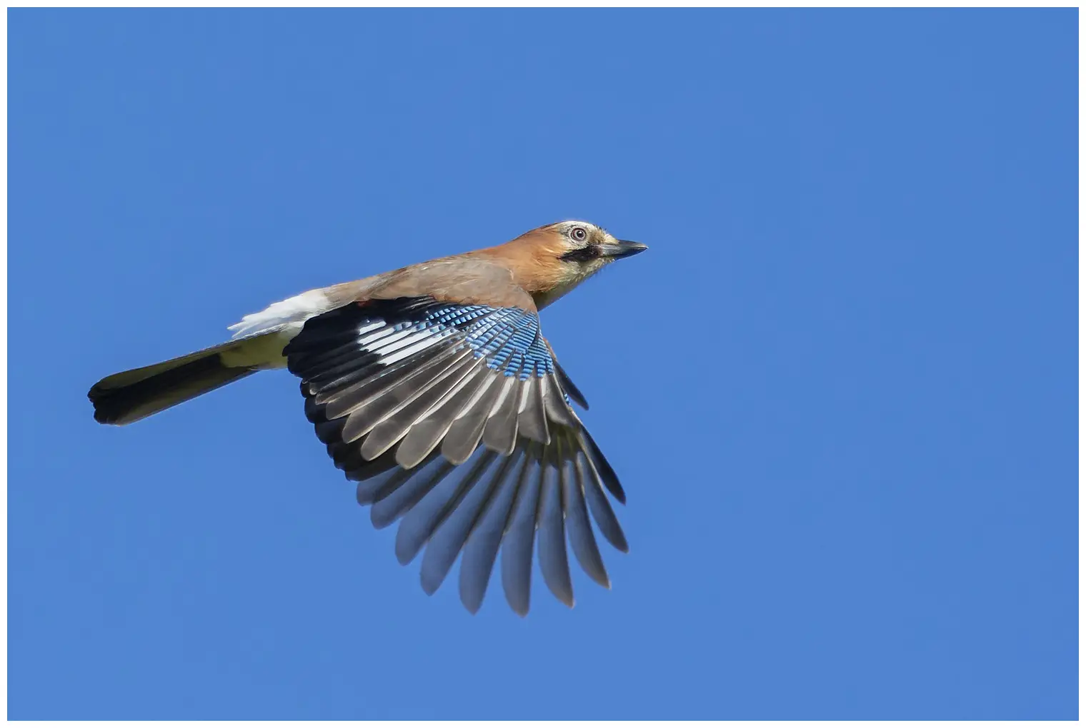 Jay