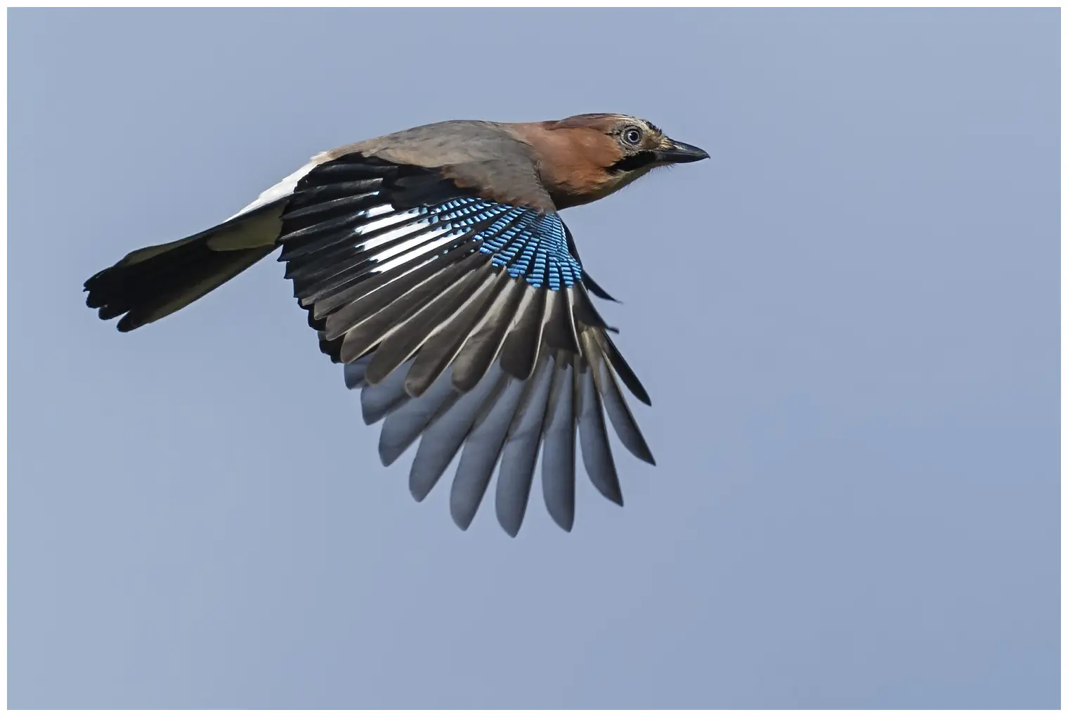 Jay