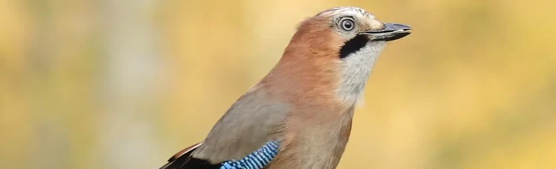 Jay. Speckled bird with azure wing patch, black beard stripe and white upper rump.