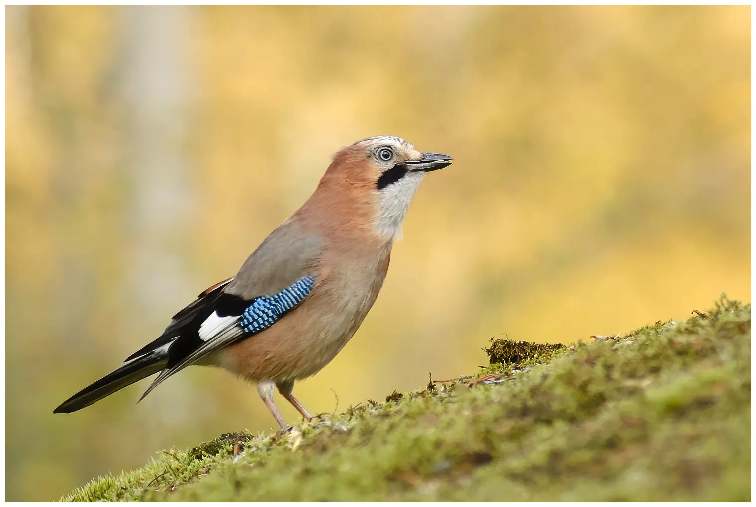Jay. Speckled bird with azure wing patch, black beard stripe and white upper rump.