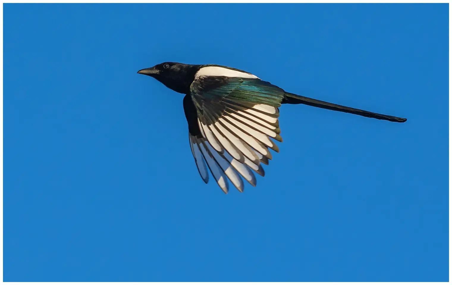 Magpie