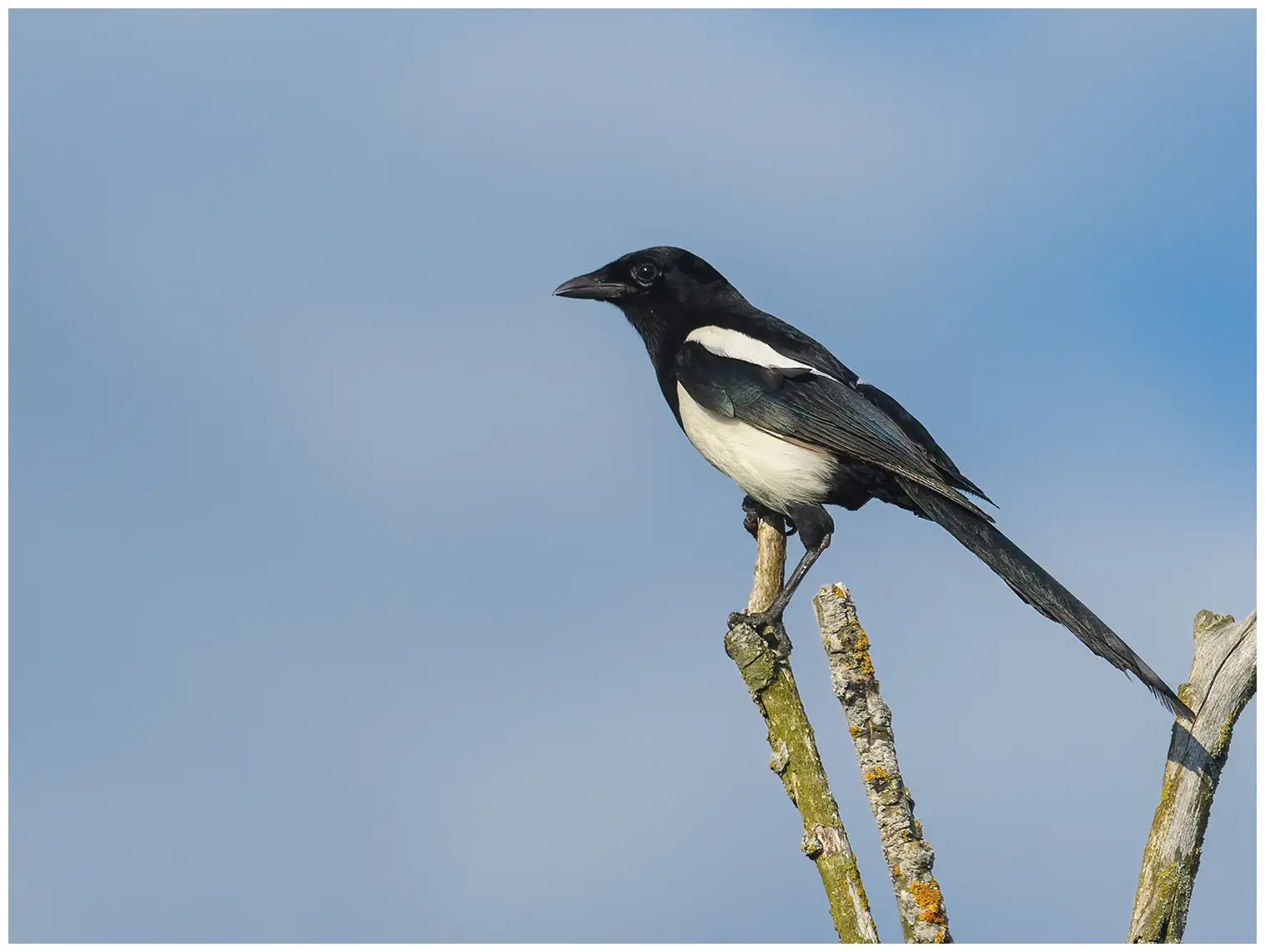 Magpie
