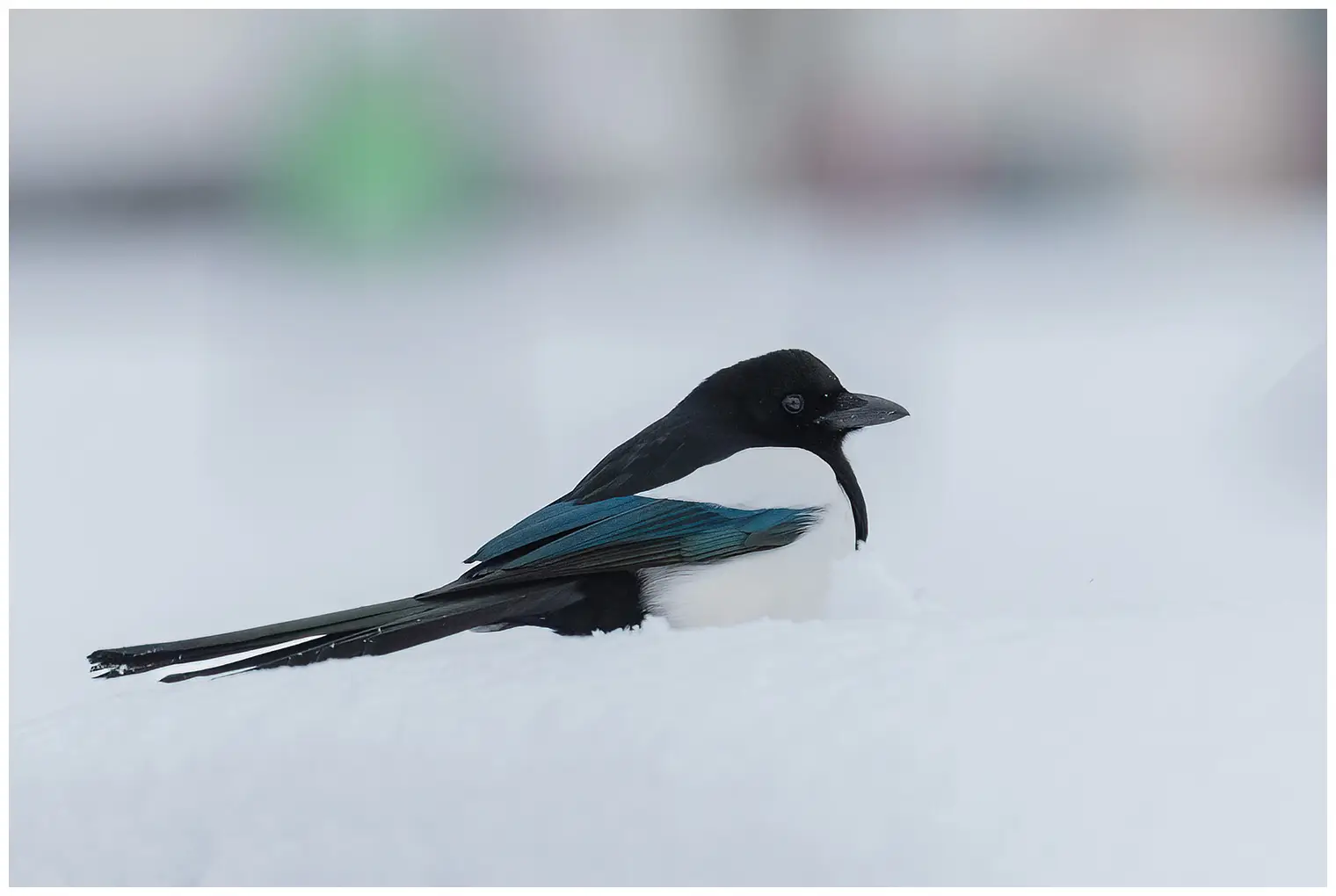 Magpie