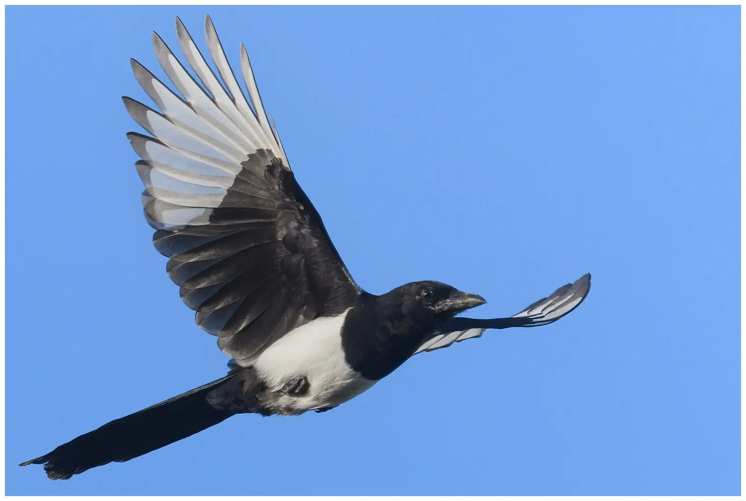 Magpie