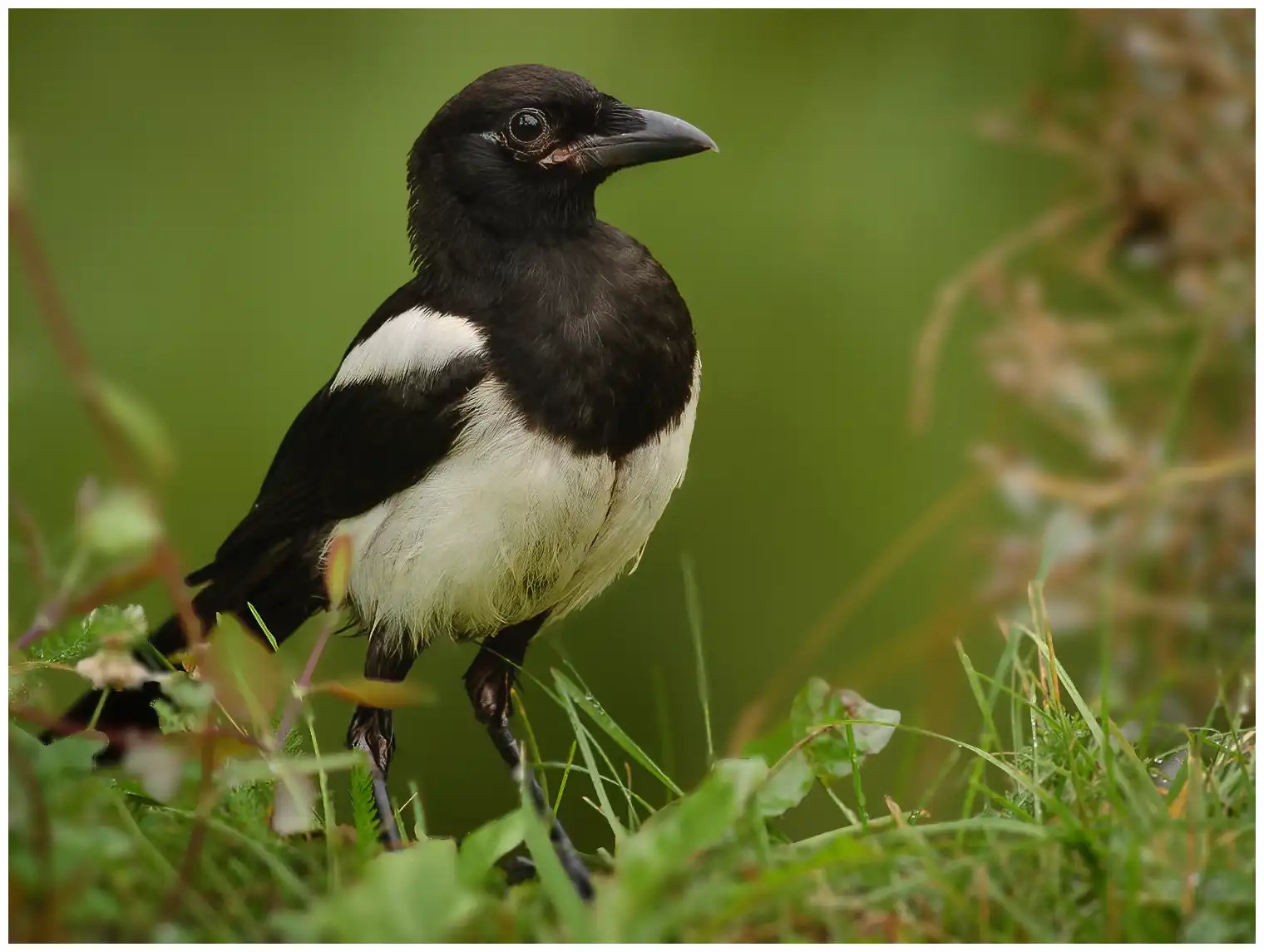 Magpie