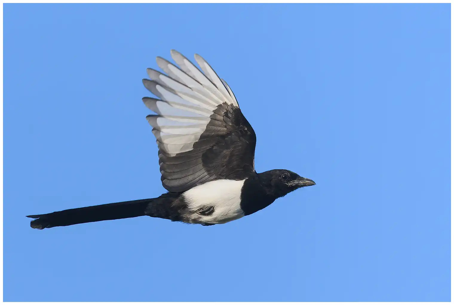 Magpie