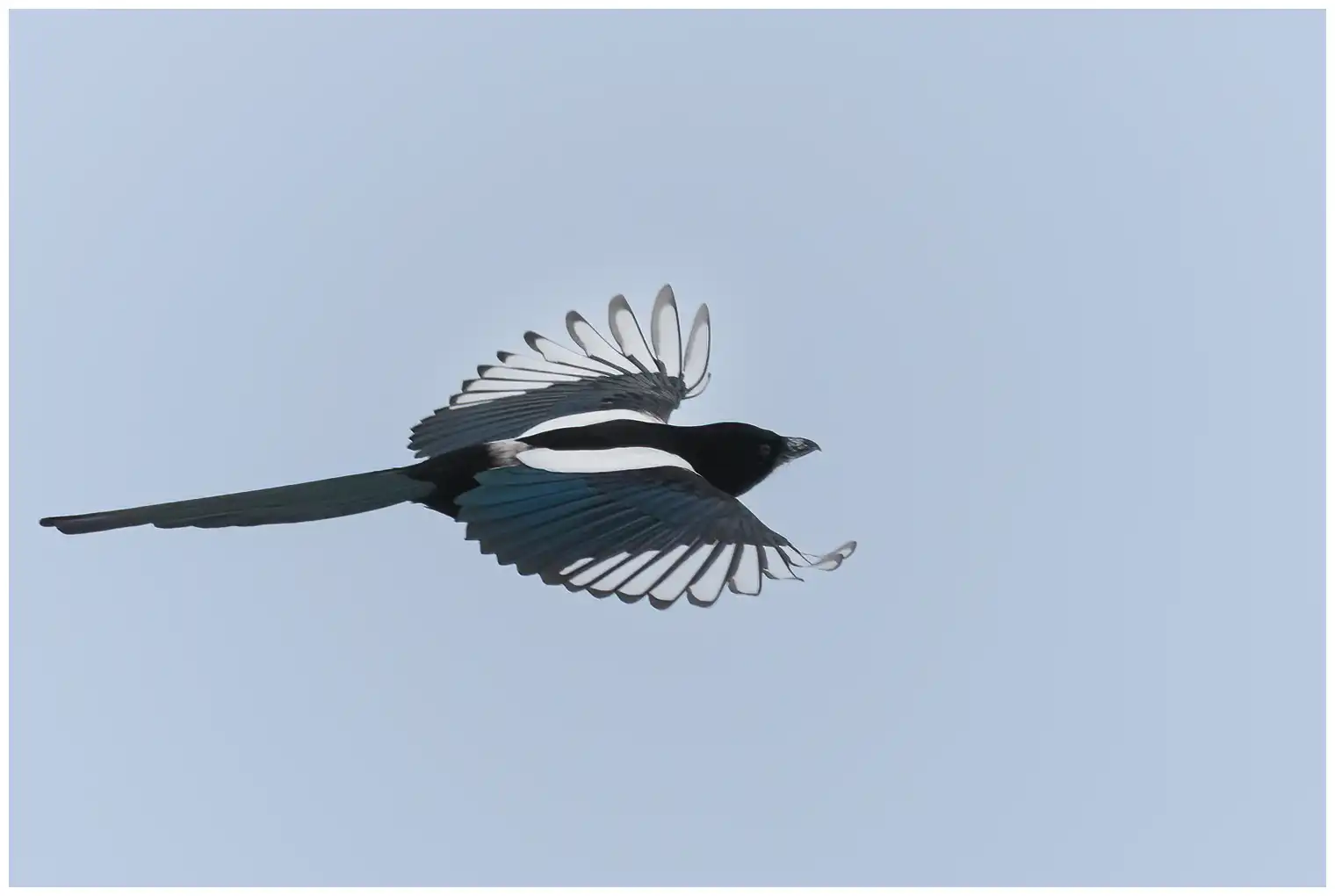 Magpie