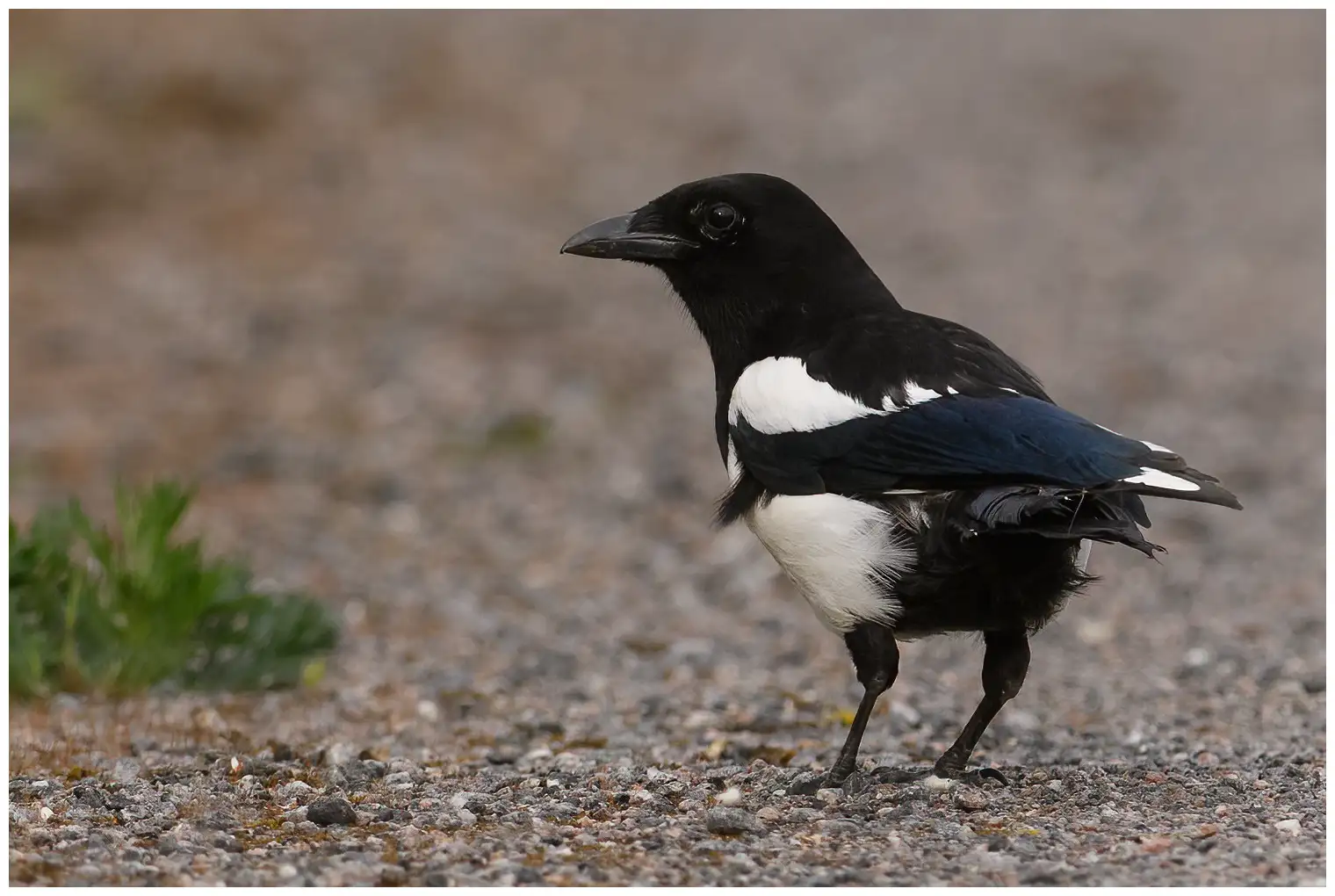 Magpie