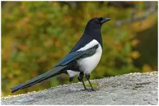 Magpie
