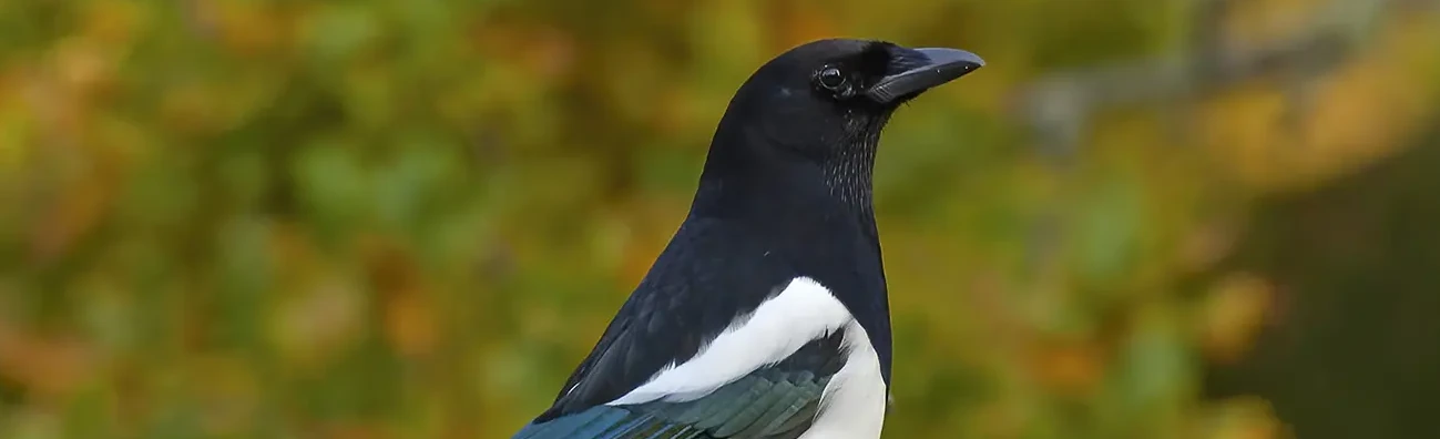 Magpie. Black and white plumage with a metallic sheen on the wings and on the very long tail, which it often flicks.