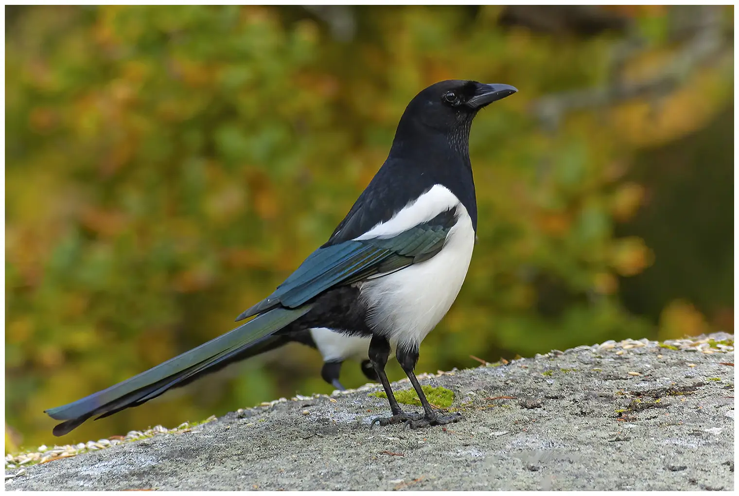 Magpie. Black and white plumage with a metallic sheen on the wings and on the very long tail, which it often flicks.