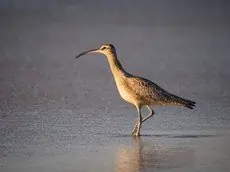 Whimbrel