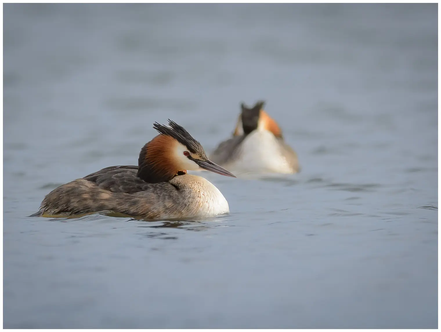 Great Crested Grebe