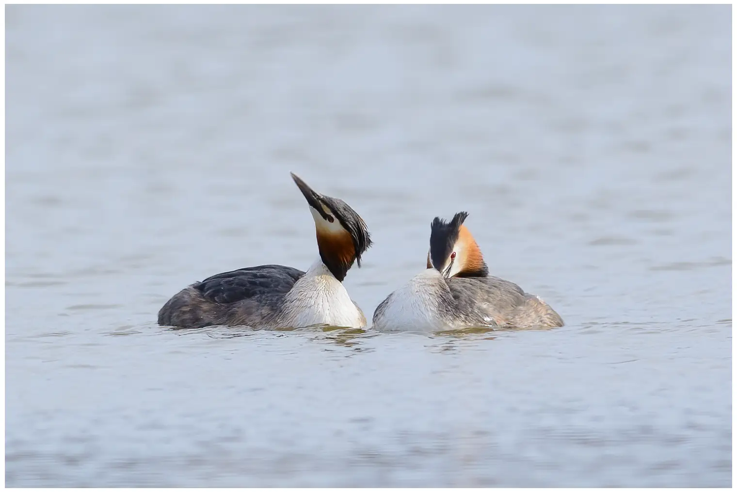 Great Crested Grebe