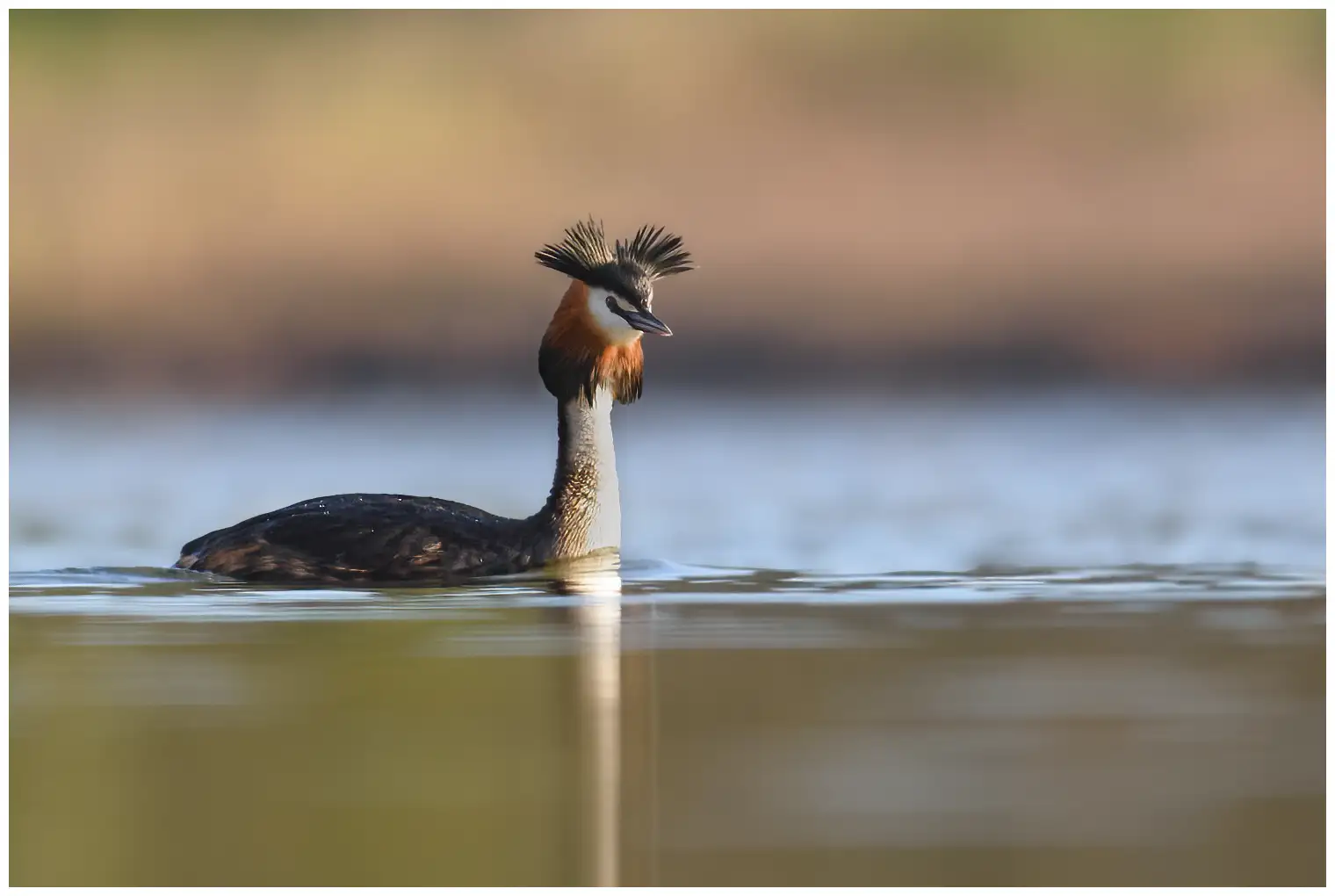 Great Crested Grebe