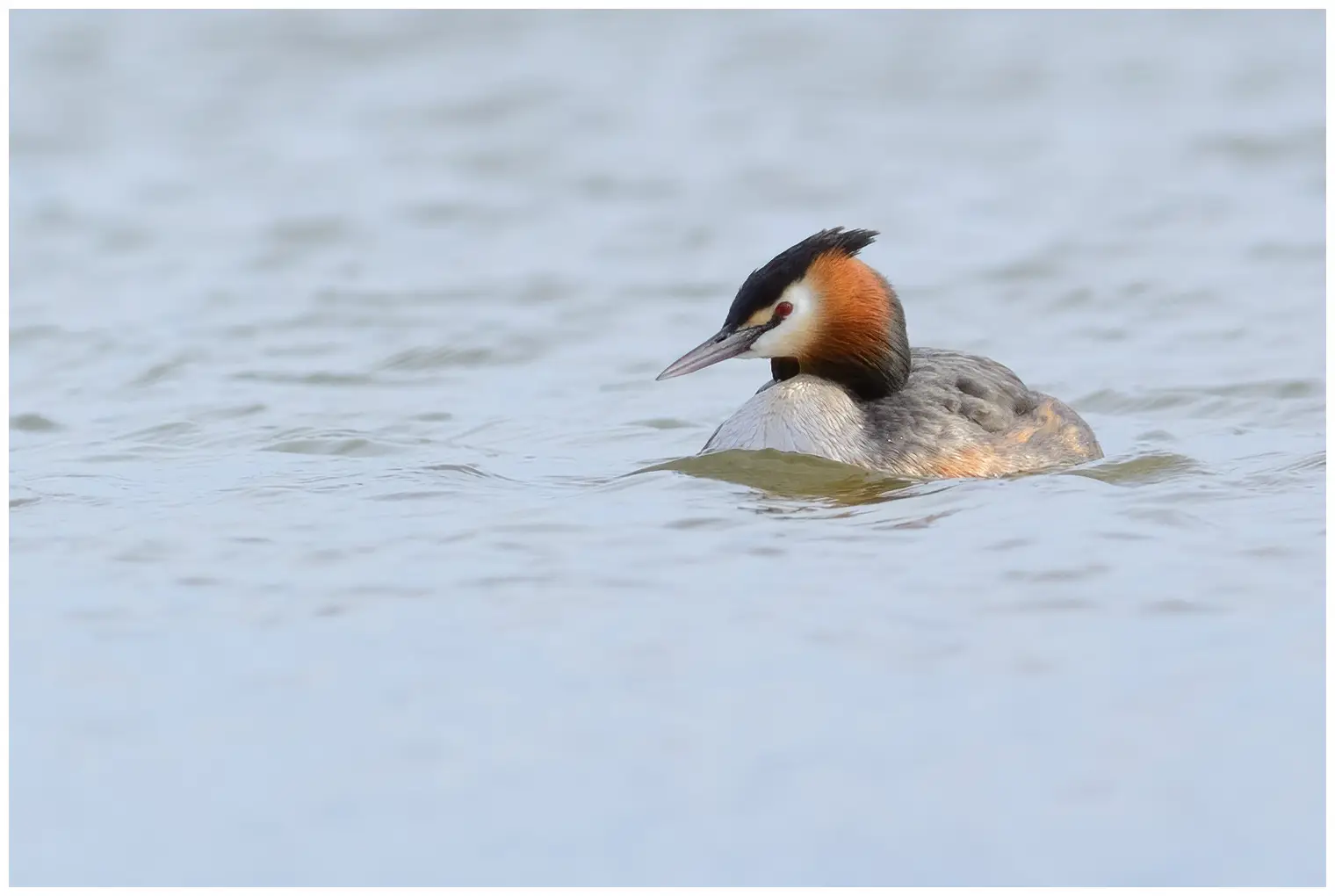 Great Crested Grebe