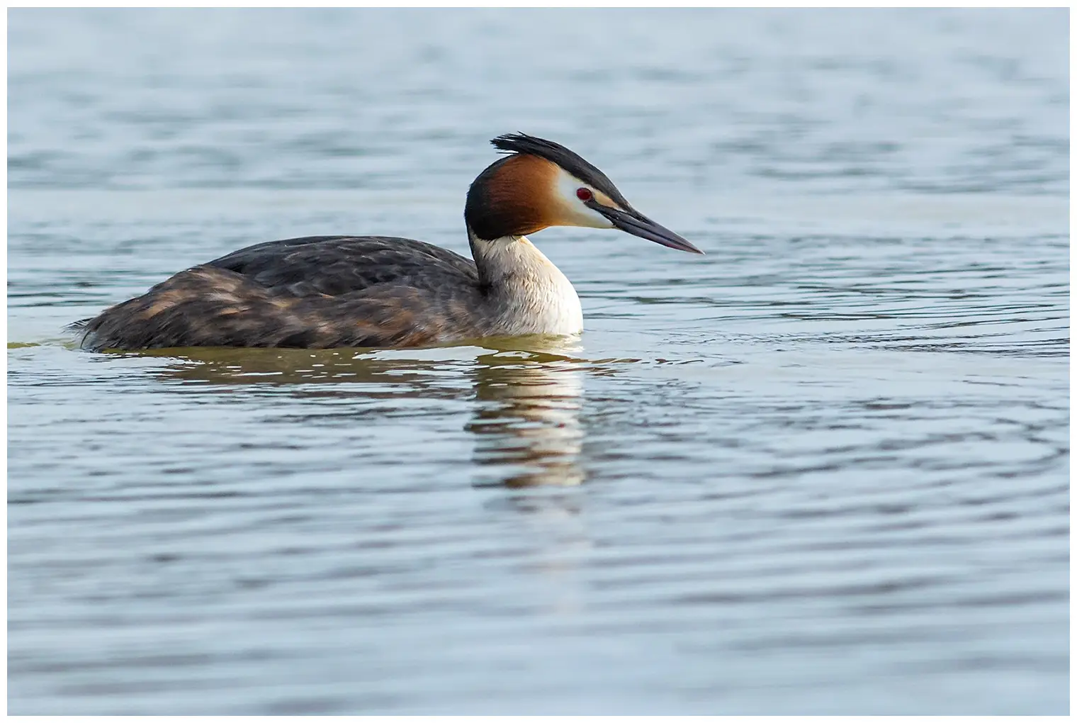 Great Crested Grebe