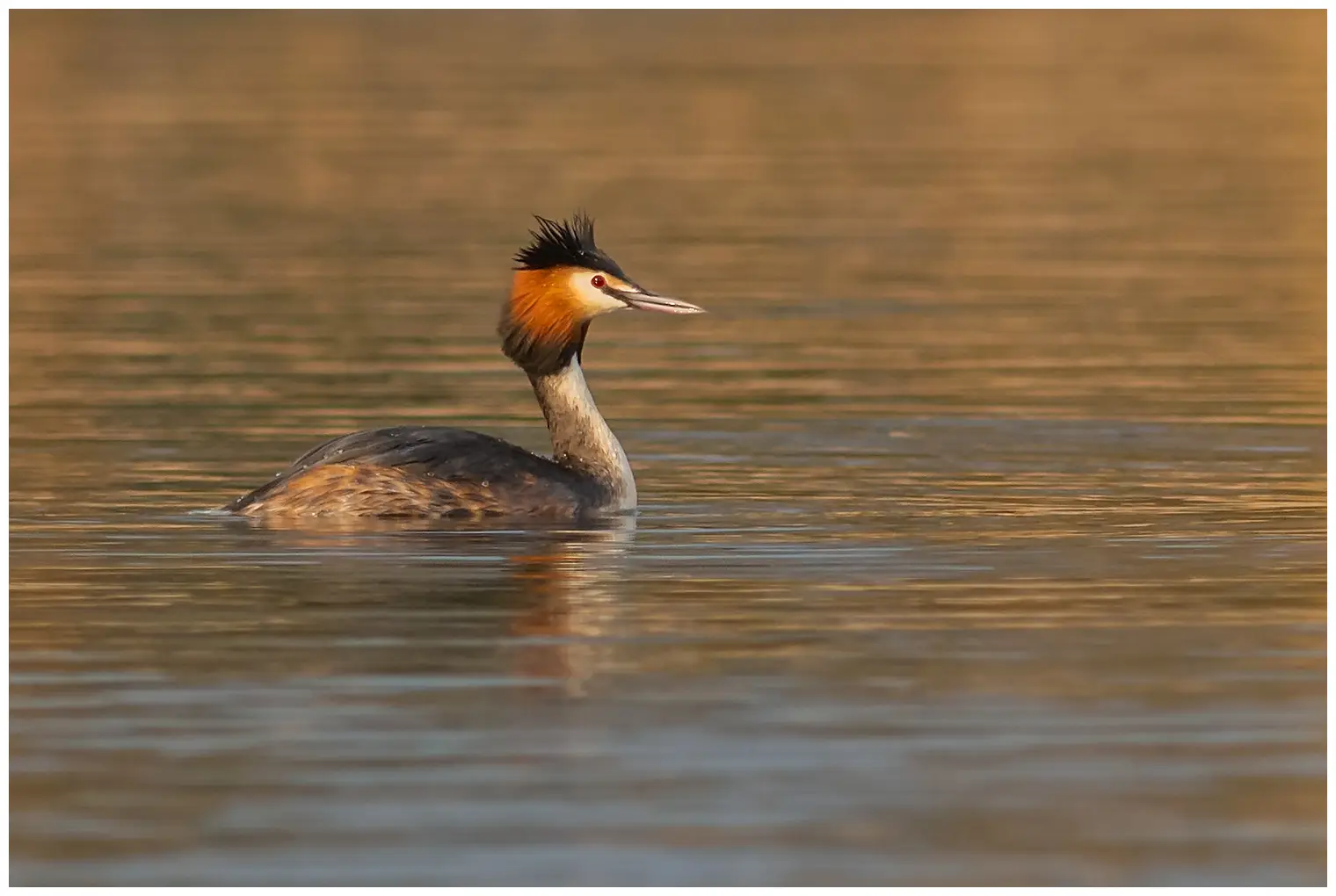 Great Crested Grebe