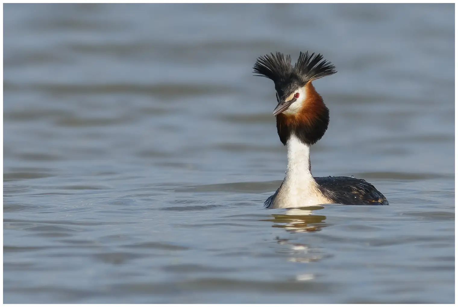 Great Crested Grebe