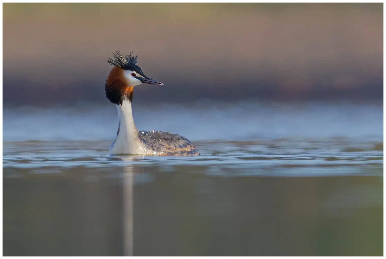 Great Crested Grebe