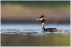 Great Crested Grebe