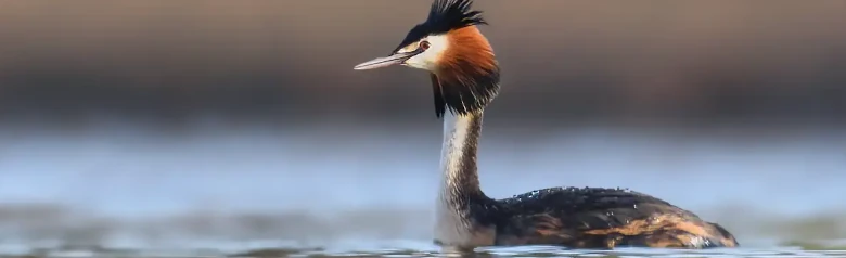 Great Crested Grebe. Black crest that extends backwards into two dark feather tips that resemble ears, and a reddish-brown throat collar.