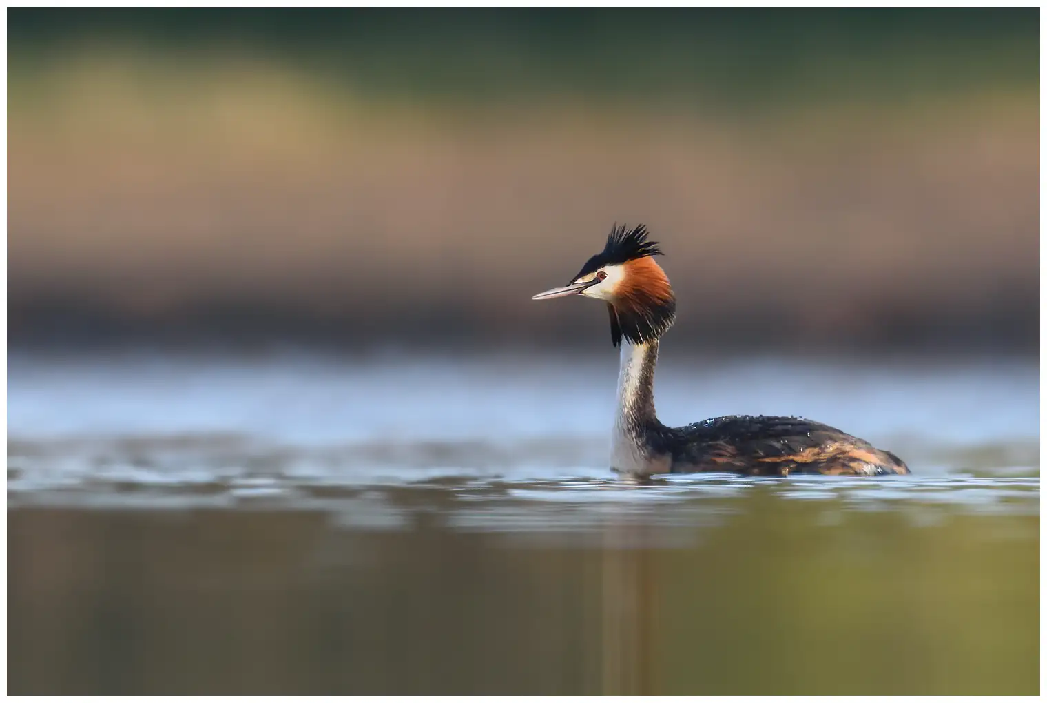 Great Crested Grebe. Black crest that extends backwards into two dark feather tips that resemble ears, and a reddish-brown throat collar.