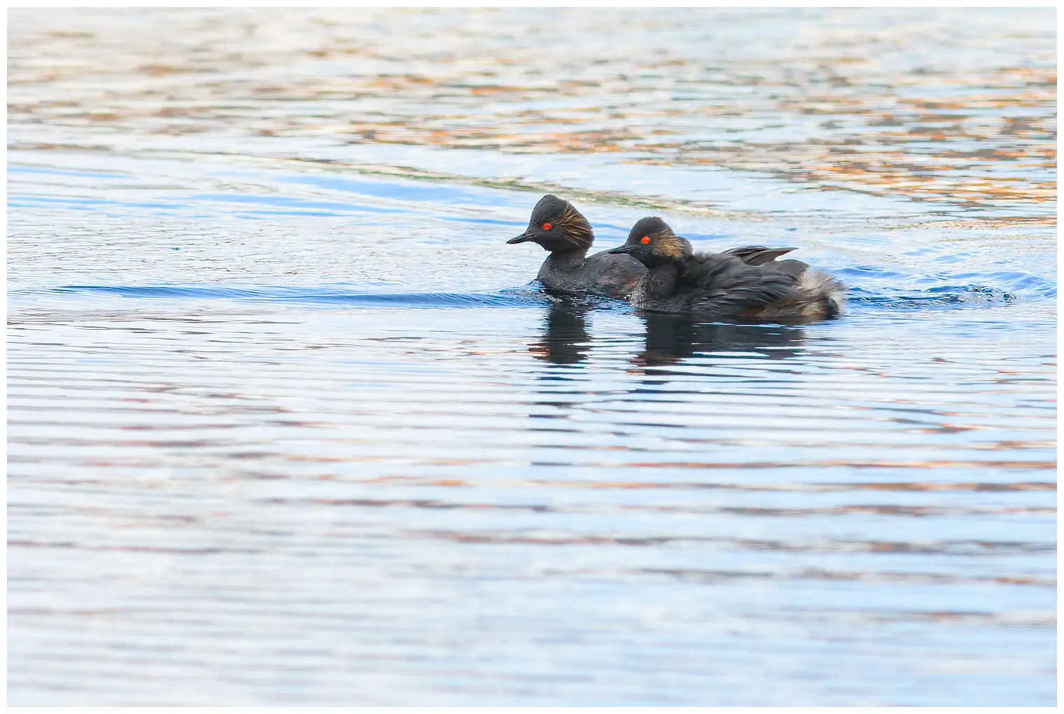Black-necked Grebe