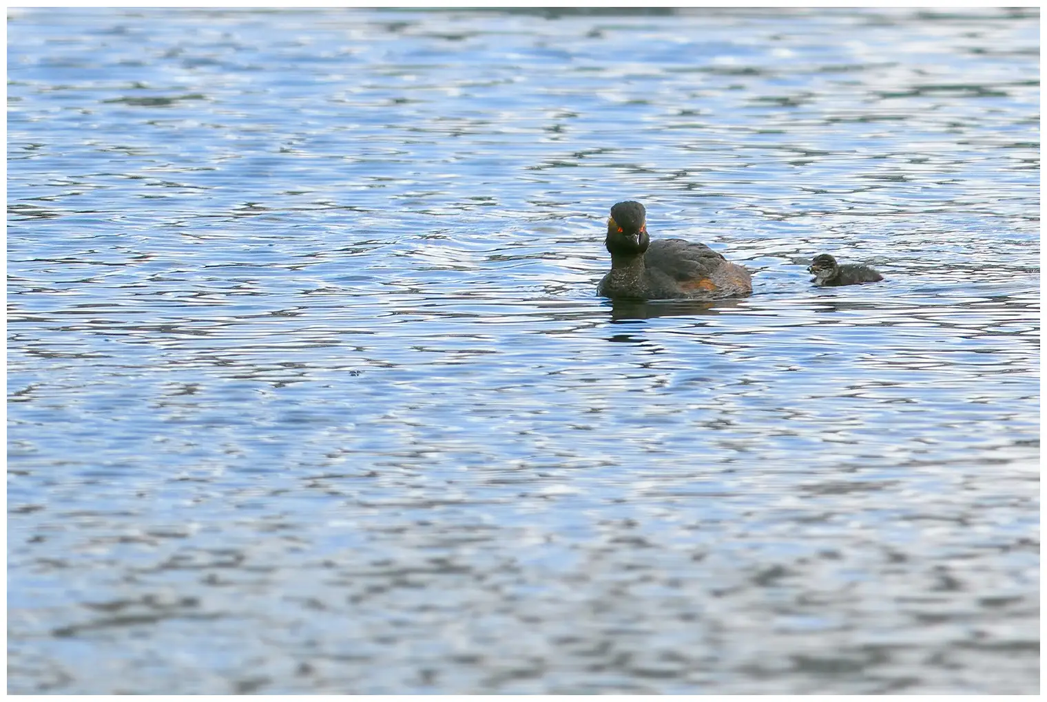 Black-necked Grebe