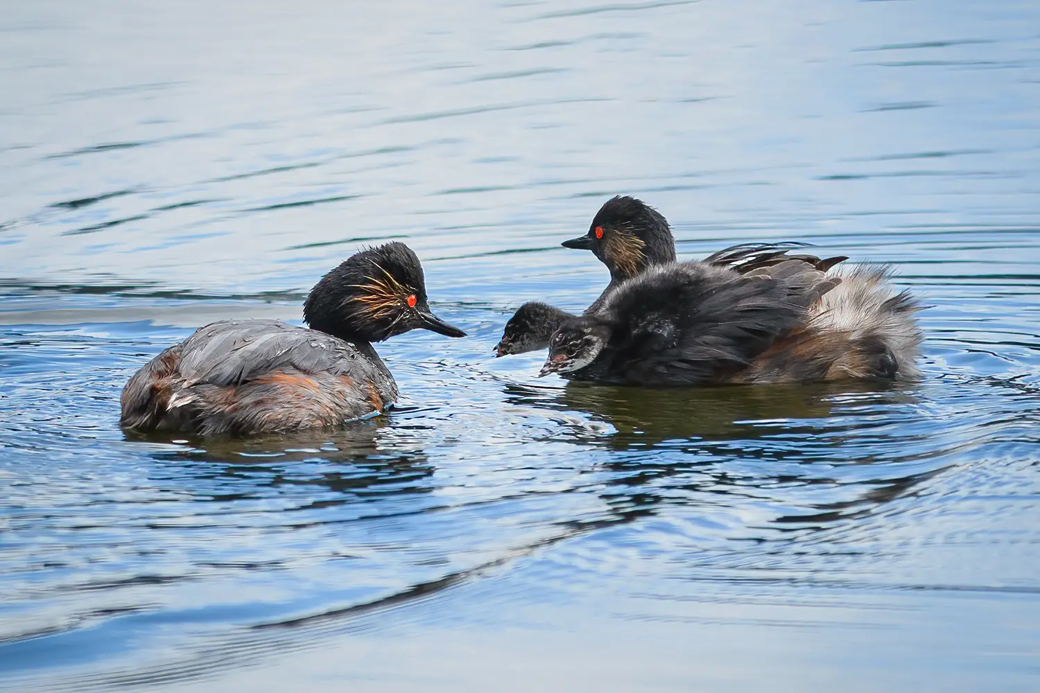 Black-necked Grebe