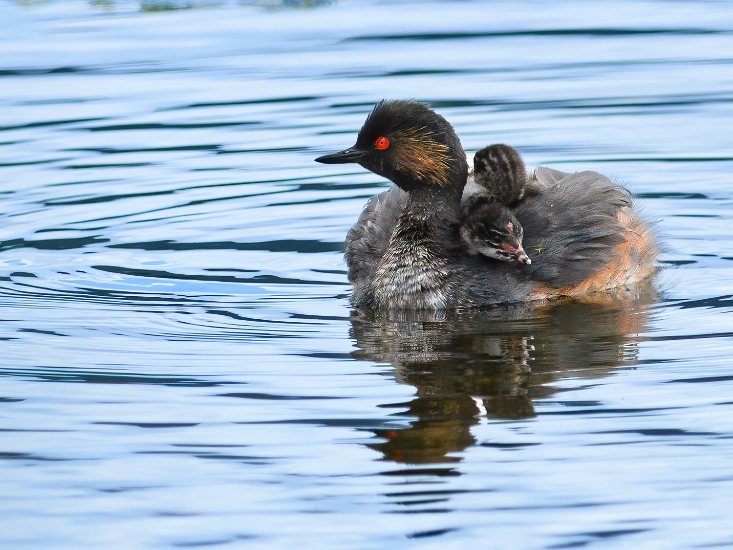 Black-necked Grebe