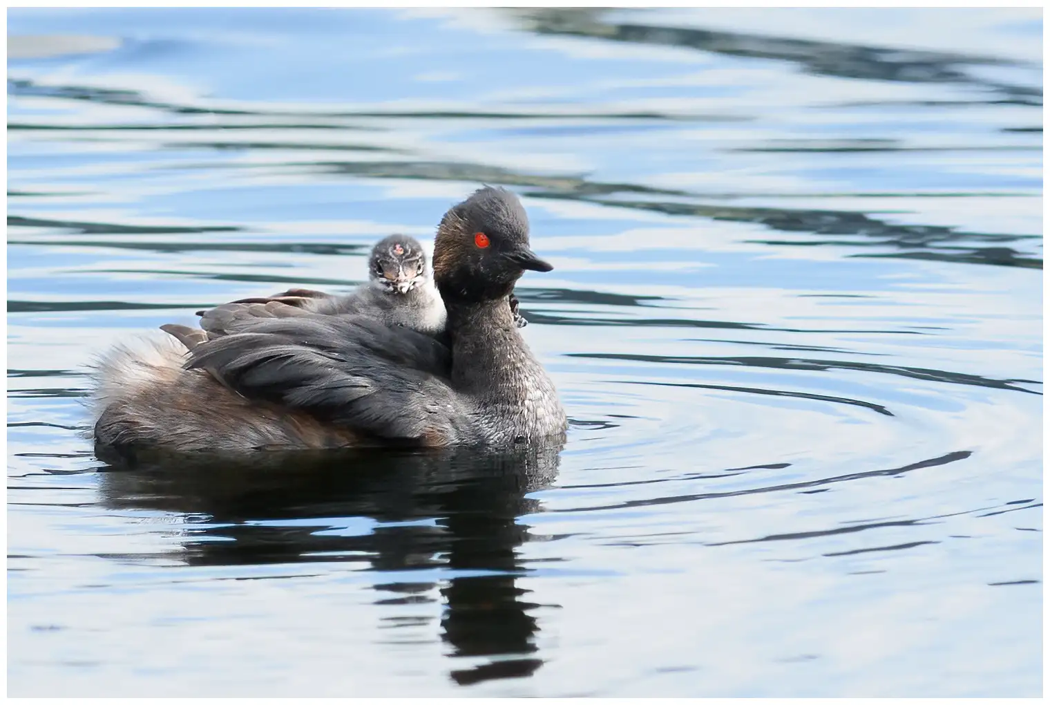 Black-necked Grebe