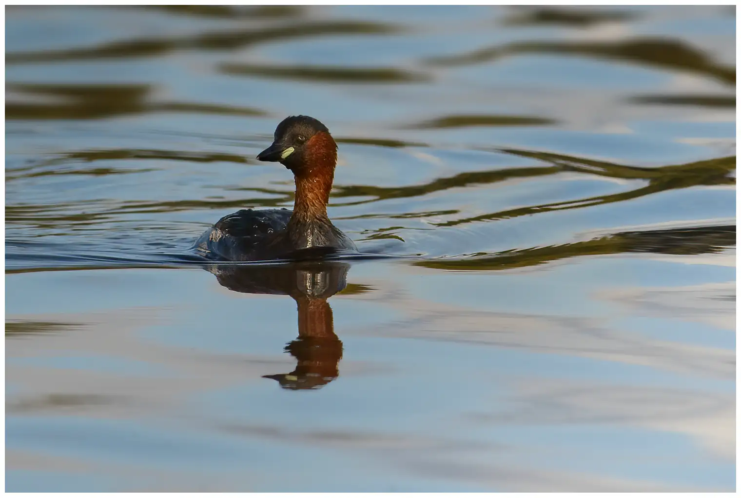 Little Grebe