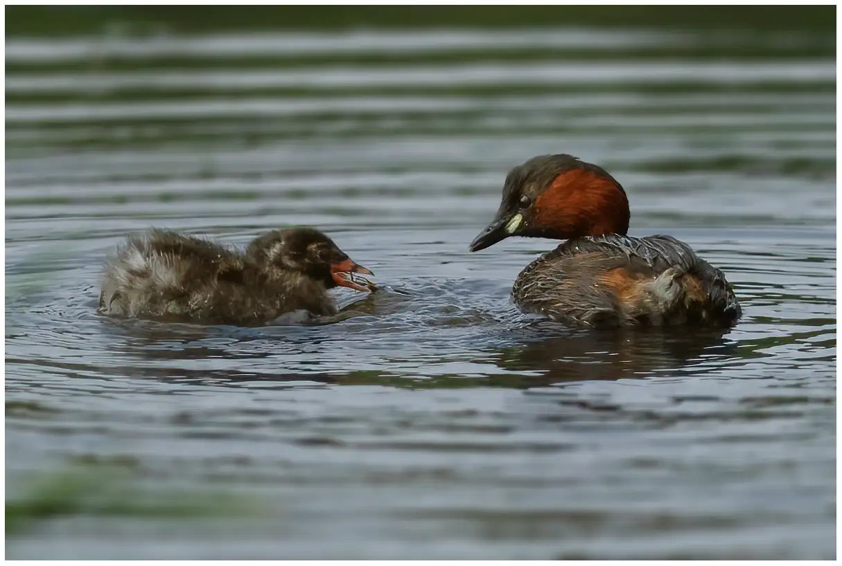 Little Grebe