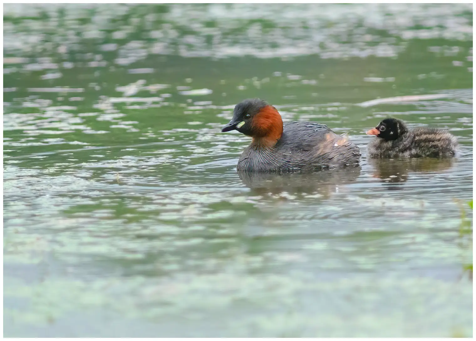 Little Grebe