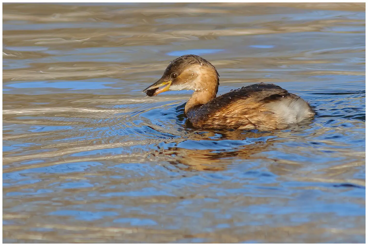 Little Grebe
