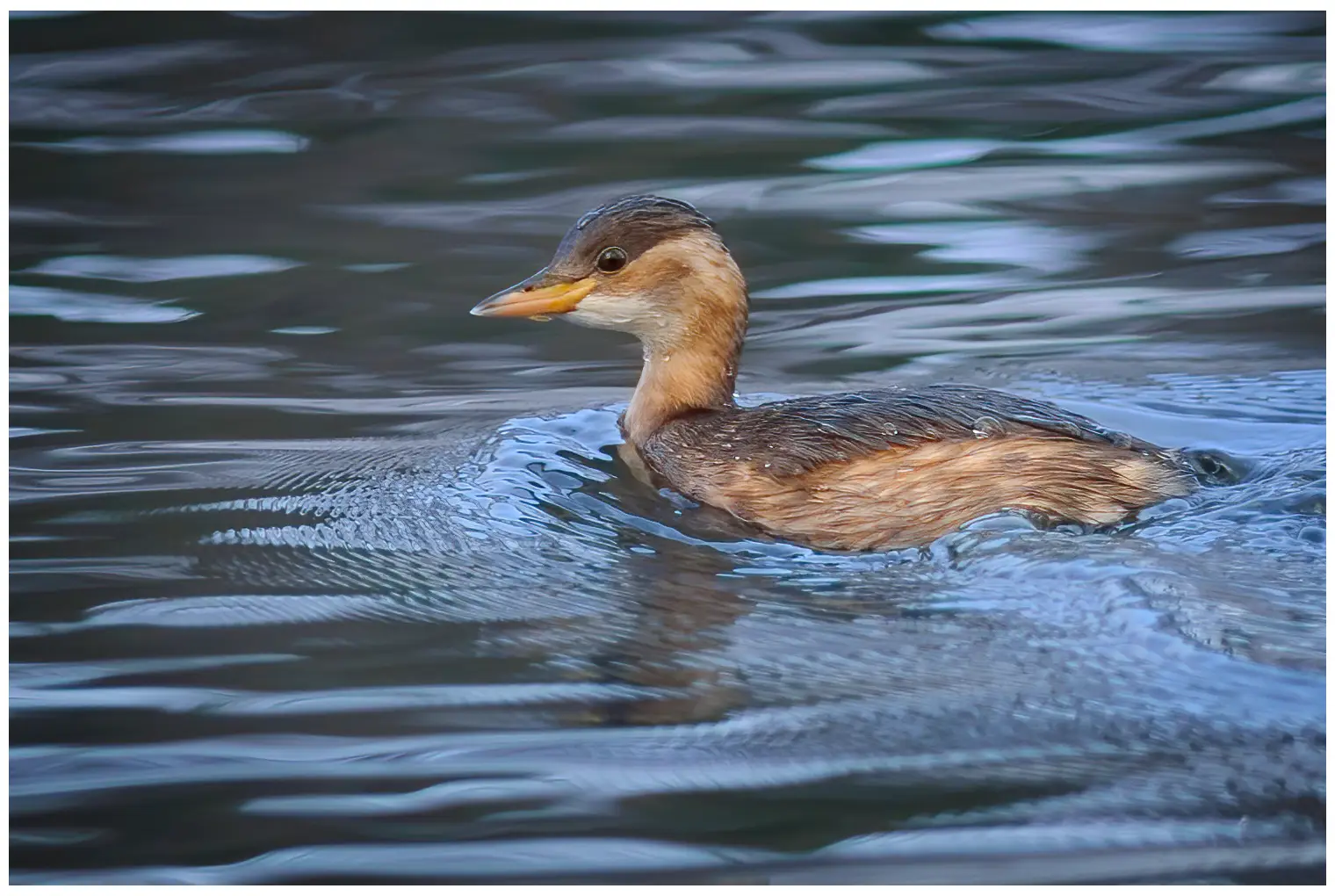 Little Grebe