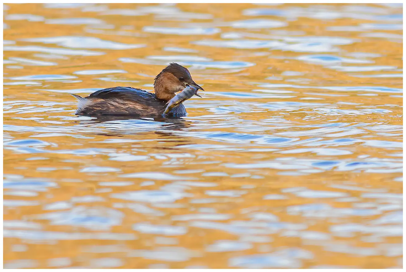 Little Grebe