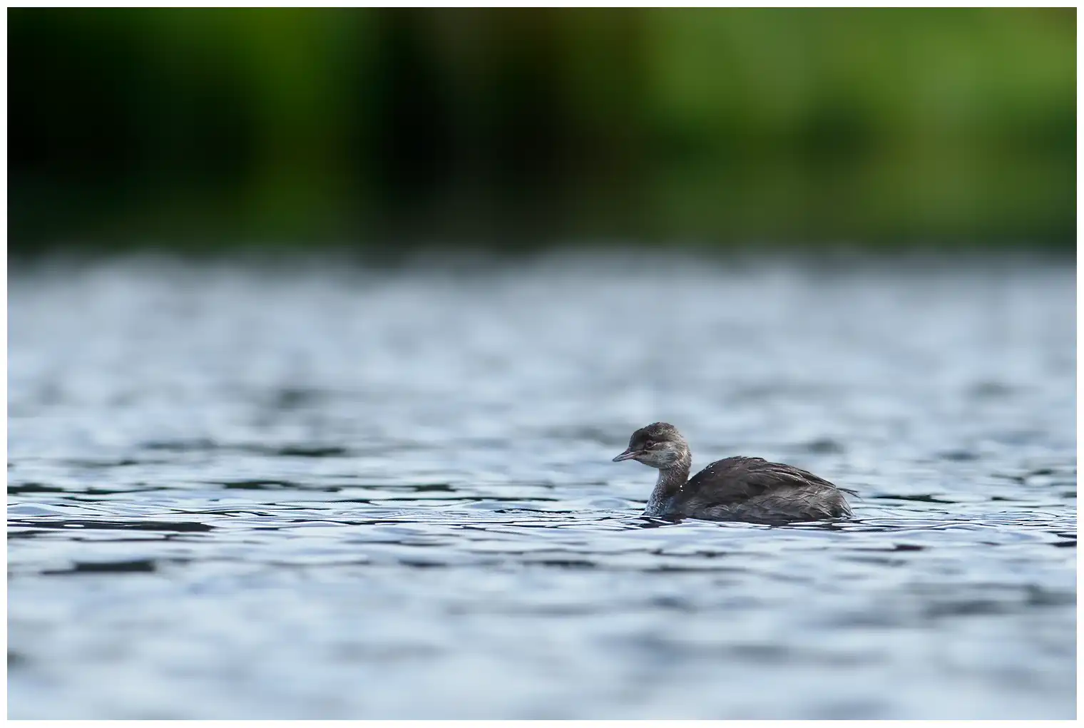 Little Grebe
