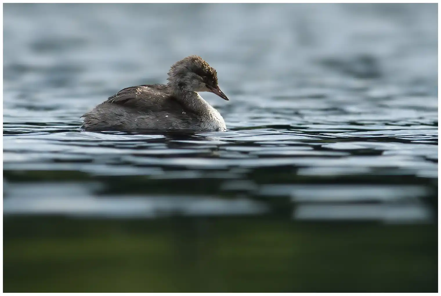 Little Grebe