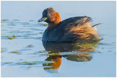 Little Grebe